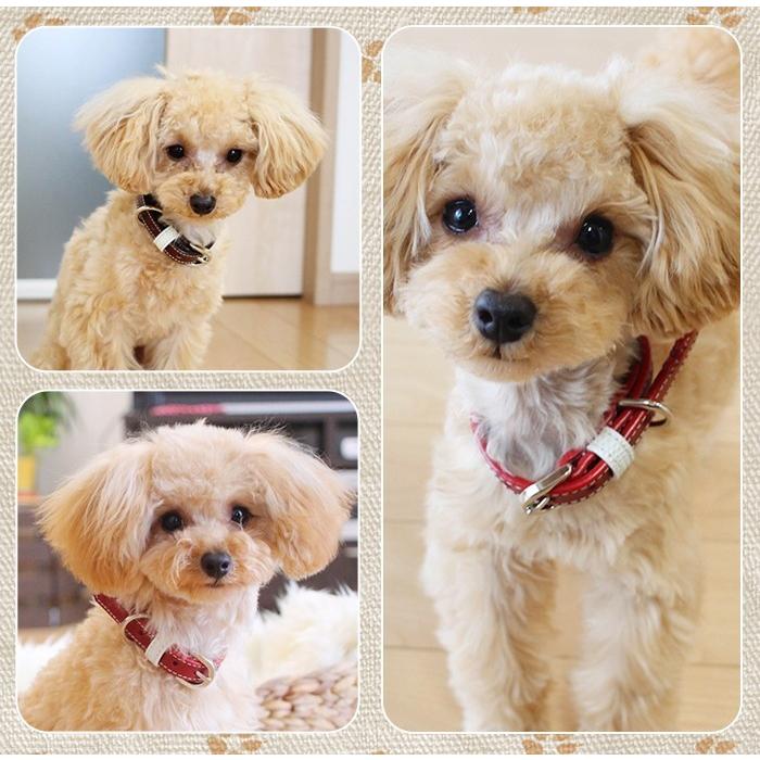 犬の首輪屋てるべる 犬 首輪 犬首輪 犬の首輪 おしゃれ かわいい