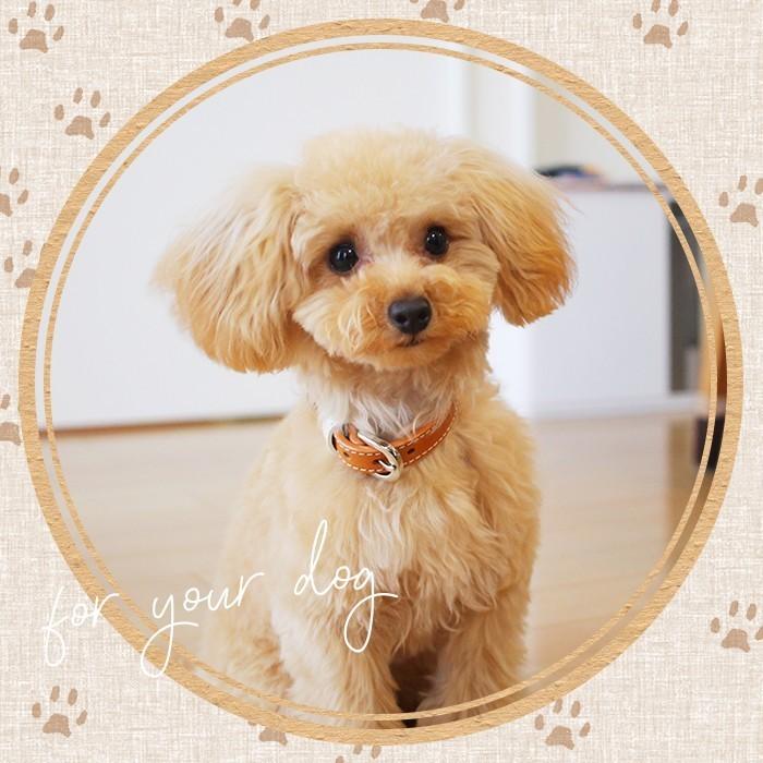 犬の首輪屋てるべる 犬 首輪 犬首輪 犬の首輪 おしゃれ かわいい