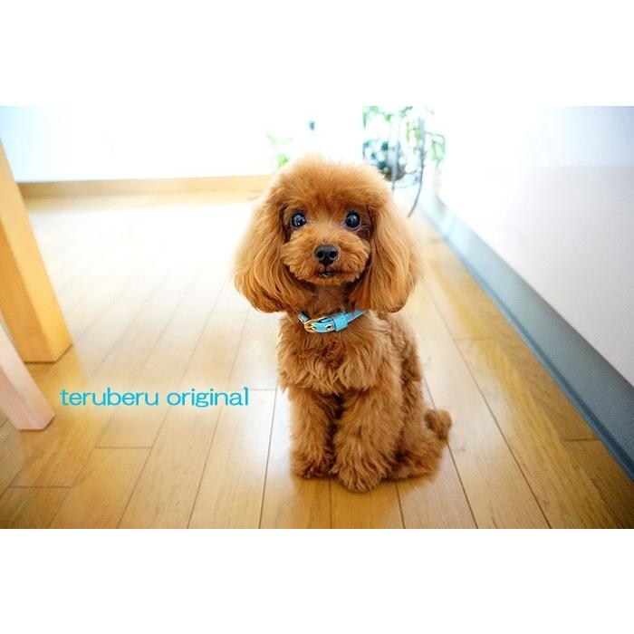 犬 猫 迷子札チョーカー 犬首輪 猫首輪 名前入り 名入れ ネーム入り ネームタグ 名札 ドッグタグ 超軽量 迷子札 迷子札付首輪 いぬ ネコ 首輪 子犬 Maigo 3 Maigo 3 犬の首輪屋てるべる 通販 Yahoo ショッピング