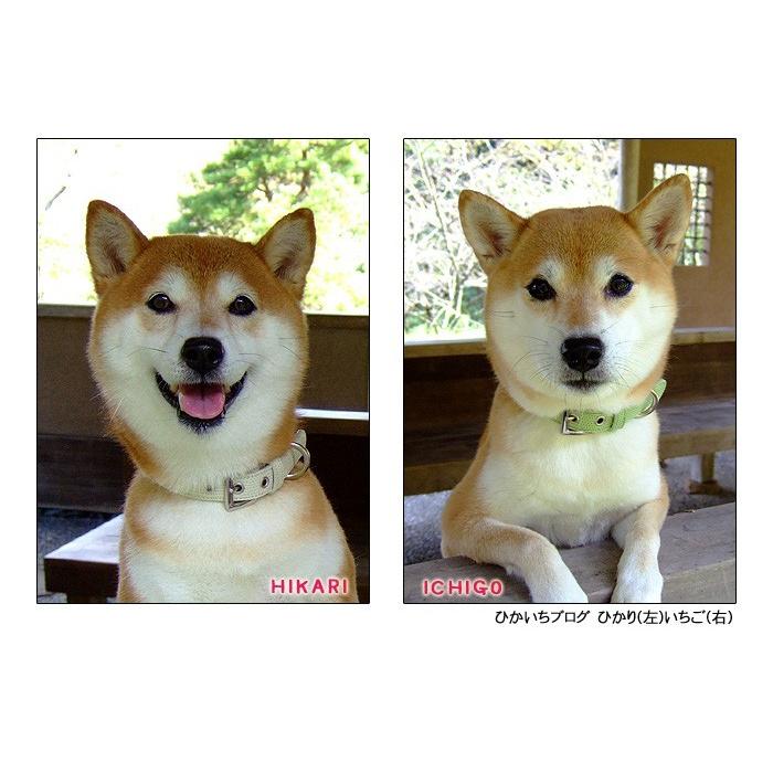 犬 首輪 犬首輪 犬の首輪 おしゃれ かわいい ブランド 迷子札 中型犬 小型犬 小型犬用 超小型犬 いぬ くびわ 革 レザー 皮 軽い 柴犬 チワワ Ot M2 Ot M2 犬の首輪屋てるべる 通販 Yahoo ショッピング