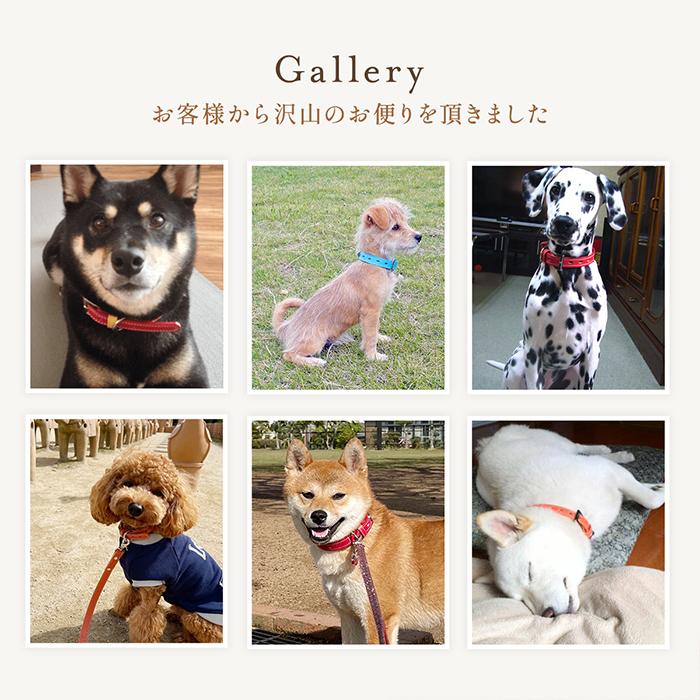 未使用　未開封　中型犬　首輪　Mサイズ　イエロー 犬の首輪屋てるべる 犬 首輪 犬首輪 犬の首輪 おしゃれ かわいい