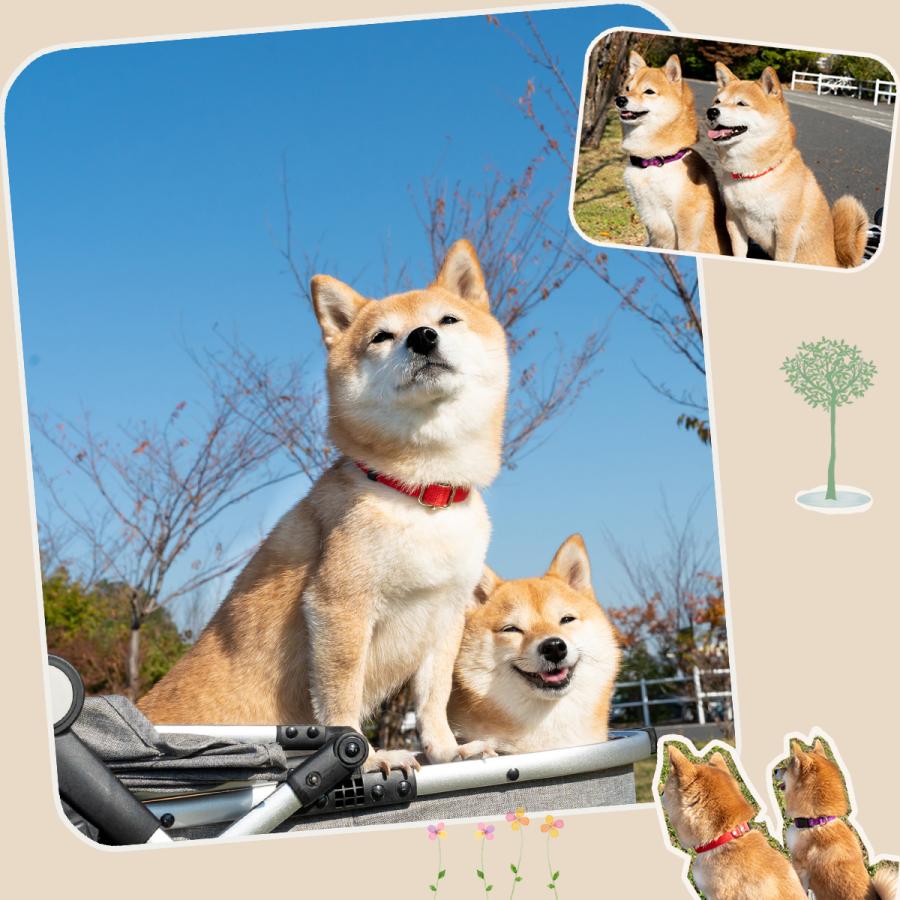 ワンダーフィット 犬首輪 日本製 全14色 | 犬の首輪屋てるべる | 25