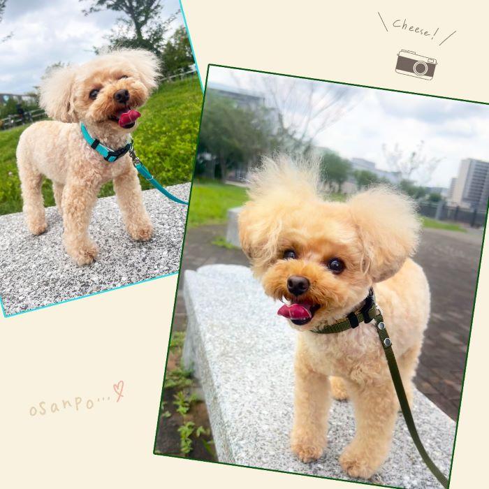 ワンダーフィット 犬首輪 日本製 全14色 | 犬の首輪屋てるべる | 19
