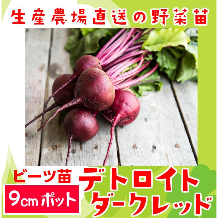 てしまの苗 ビーツ苗 デトロイトダークレッド 9cmポット Beats Detoroito 9 てしまの苗屋 通販 Yahoo ショッピング