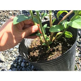 てしまの苗 ラビットアイ系ブルーベリー苗 ブライトウェル 3年生育 挿し木苗 6 8号鉢 果樹苗 Bluebery Braitwel 3 8 てしまの 苗屋 通販 Yahoo ショッピング