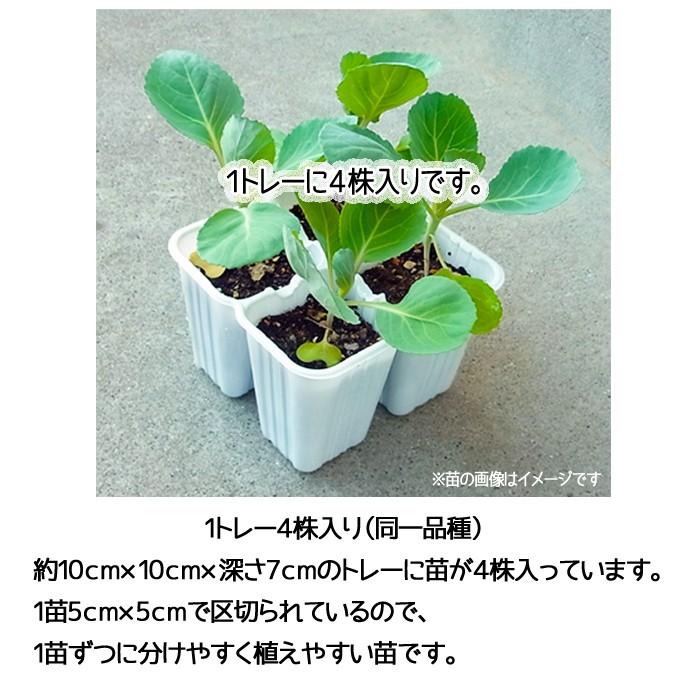 てしまの苗 茎ブロッコリー苗 スティックセニョール 4株入りパック 葉菜苗 人気｜teshimanonaeya｜03