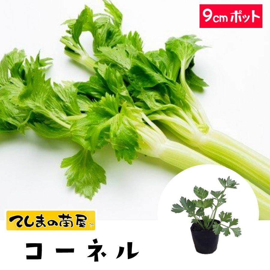 てしまの苗 セロリ苗 コーネル 9ｃｍポット 葉菜苗 人気 Celery Conel 9 てしまの苗屋 通販 Yahoo ショッピング
