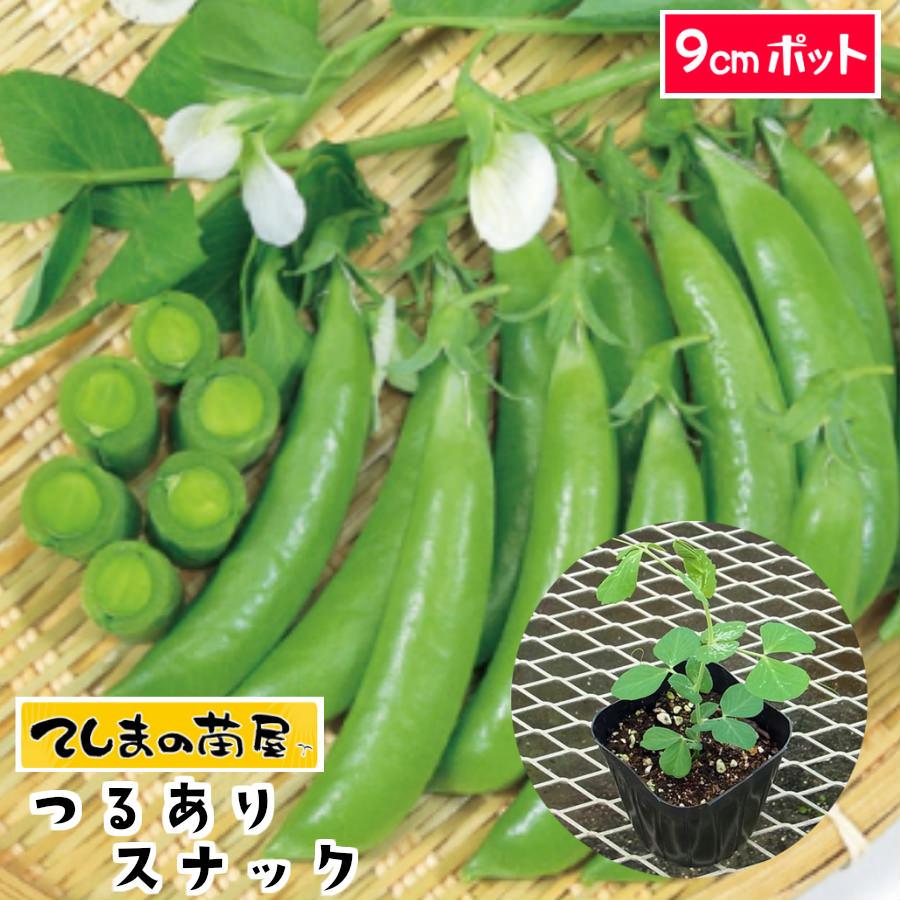 てしまの苗 つるありスナック エンドウ苗 9ｃｍポット 野菜苗 ガーデニング 家庭菜園 人気 Endou Turuarisnack 9 てしまの苗屋 通販 Yahoo ショッピング