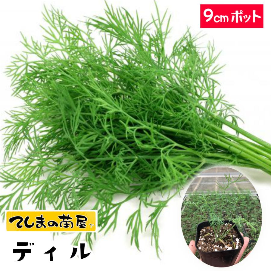 てしまの苗 ハーブ苗 ディル 実生苗 野菜苗 9cmポット人気 Herb Dil 9 てしまの苗屋 通販 Yahoo ショッピング