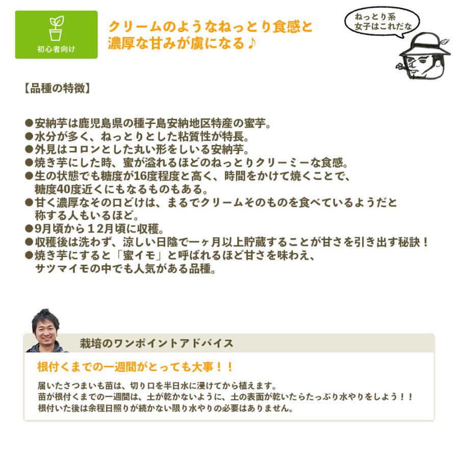 てしまの苗 さつまいも苗（イモヅル） 紅あずま1束10本入り サツマイモ｜teshimanonaeya｜03