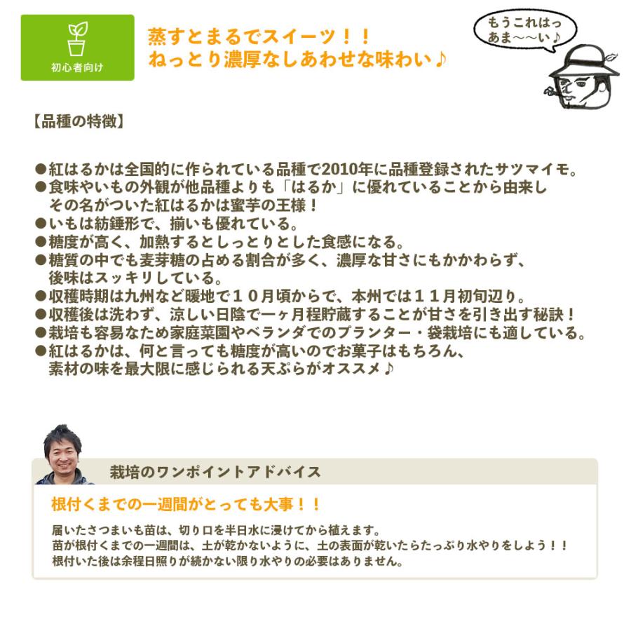 てしまの苗 さつまいも苗（イモヅル） 紅はるか1束10本入り サツマイモ