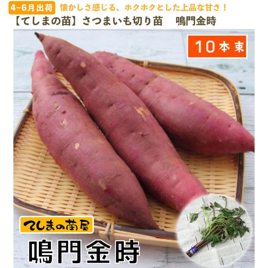 てしまの苗 さつまいも苗（イモヅル） 鳴門金時1束10本入り サツマイモ