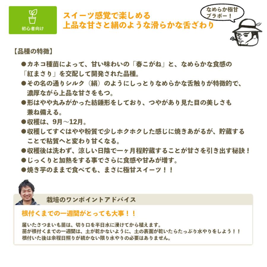てしまの苗 さつまいも苗（イモヅル） シルクスイート 1束10本