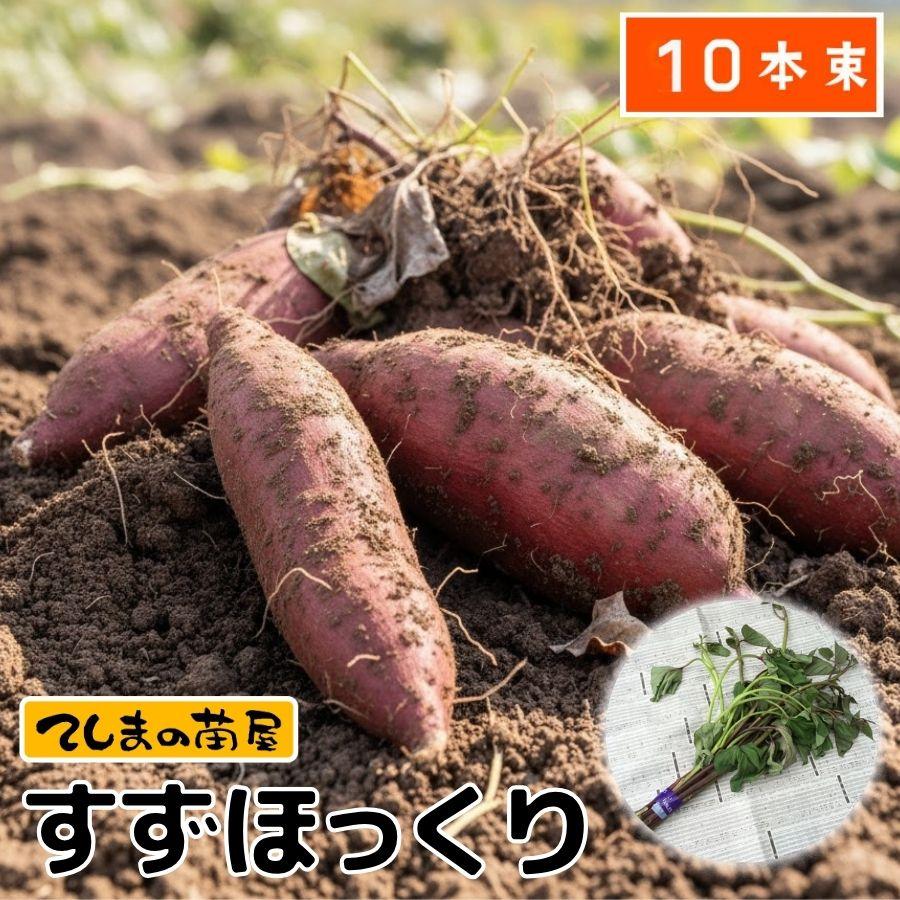 てしまの苗 さつまいも苗（イモヅル） すずほっくり 1束10本入り