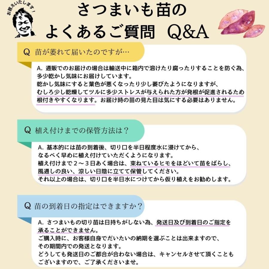 てしまの苗 さつまいも苗（イモヅル） すずほっくり 1束10本入り