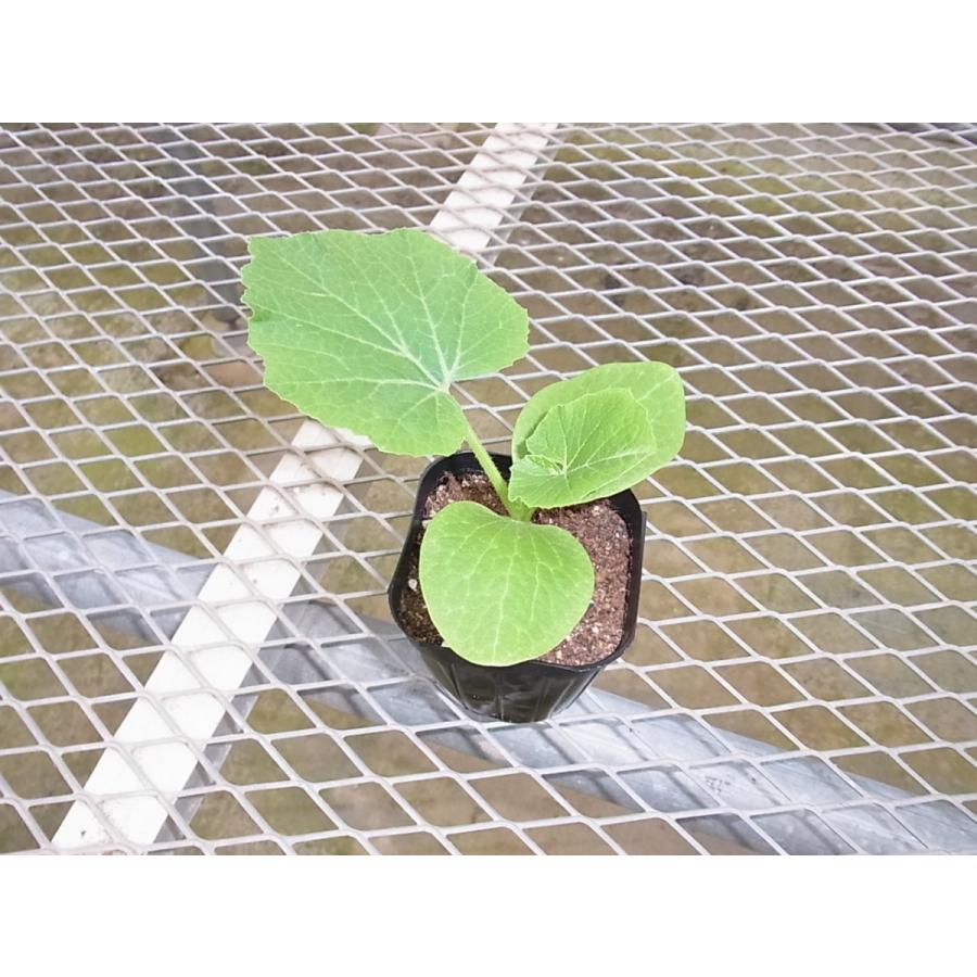 バターナッツカボチャ苗 （サカタのタネ カボチャ 食べきりバター 