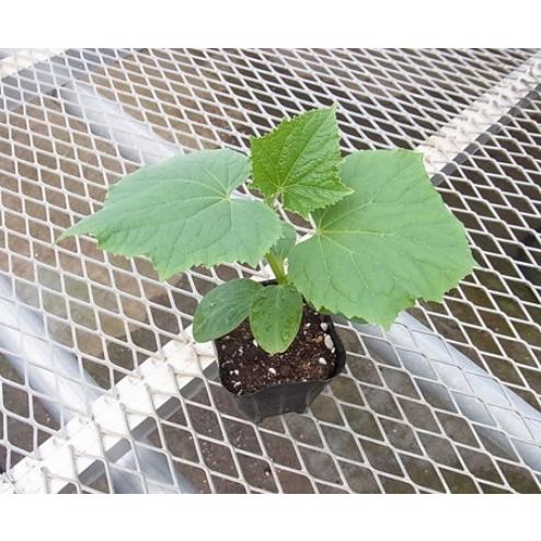 てしまの苗キュウリ 夏すずみ 断根接木苗 野菜苗 9cmポット 人気|teshimanonaeya|02