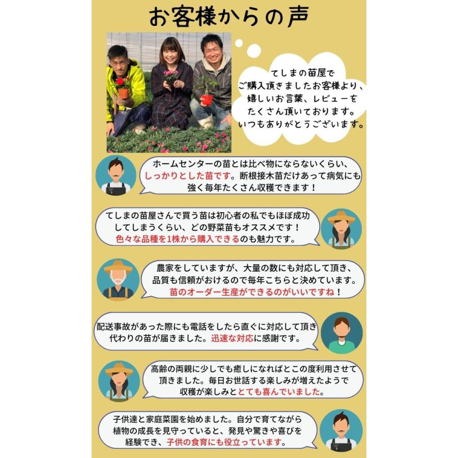 てしまの苗キュウリ 夏すずみ 断根接木苗 野菜苗 9cmポット 人気|teshimanonaeya|05