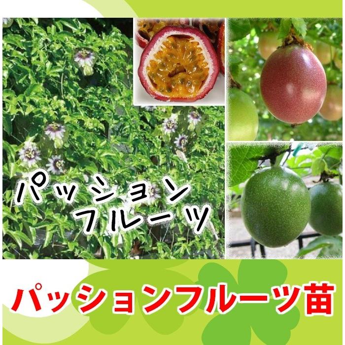 てしまの苗 パッションフルーツ苗 9ｃｍポット M Passhonn 9 1 てしまの苗屋 通販 Yahoo ショッピング