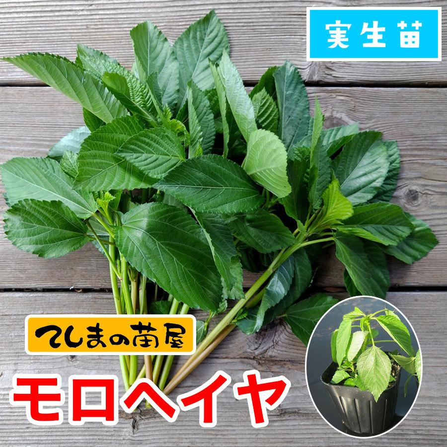 てしまの苗 モロヘイヤ 9cmポット 実生苗 野菜苗｜teshimanonaeya