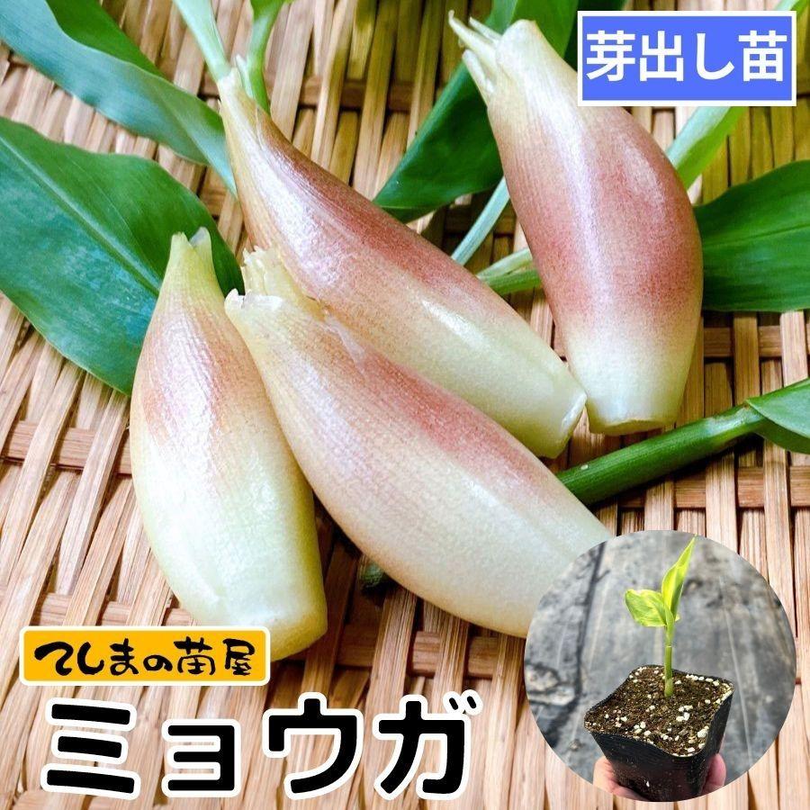 てしまの苗】芽出し ミョウガ苗 9cmポット 即納のみ : てしまの苗屋