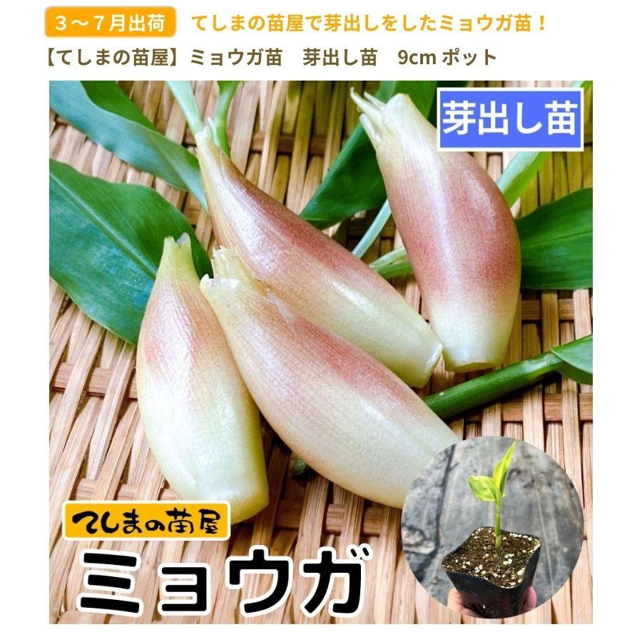 【てしまの苗】芽出し　ミョウガ苗　9cmポット　即納のみ｜teshimanonaeya｜02