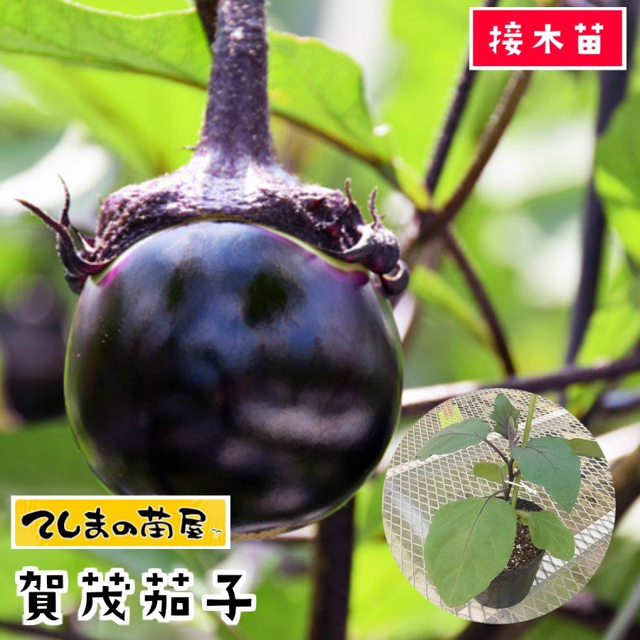 てしまの苗 ナス苗 丸ナス 賀茂茄子 断根接木苗 9cmポット 人気