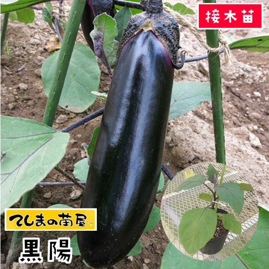 てしまの苗 ナス苗 黒陽 断根接木苗 野菜苗 9cmポット 人気 : て てしまの苗 ナス苗 黒陽 断根接木苗 野菜苗 9cmポット 人気 : て