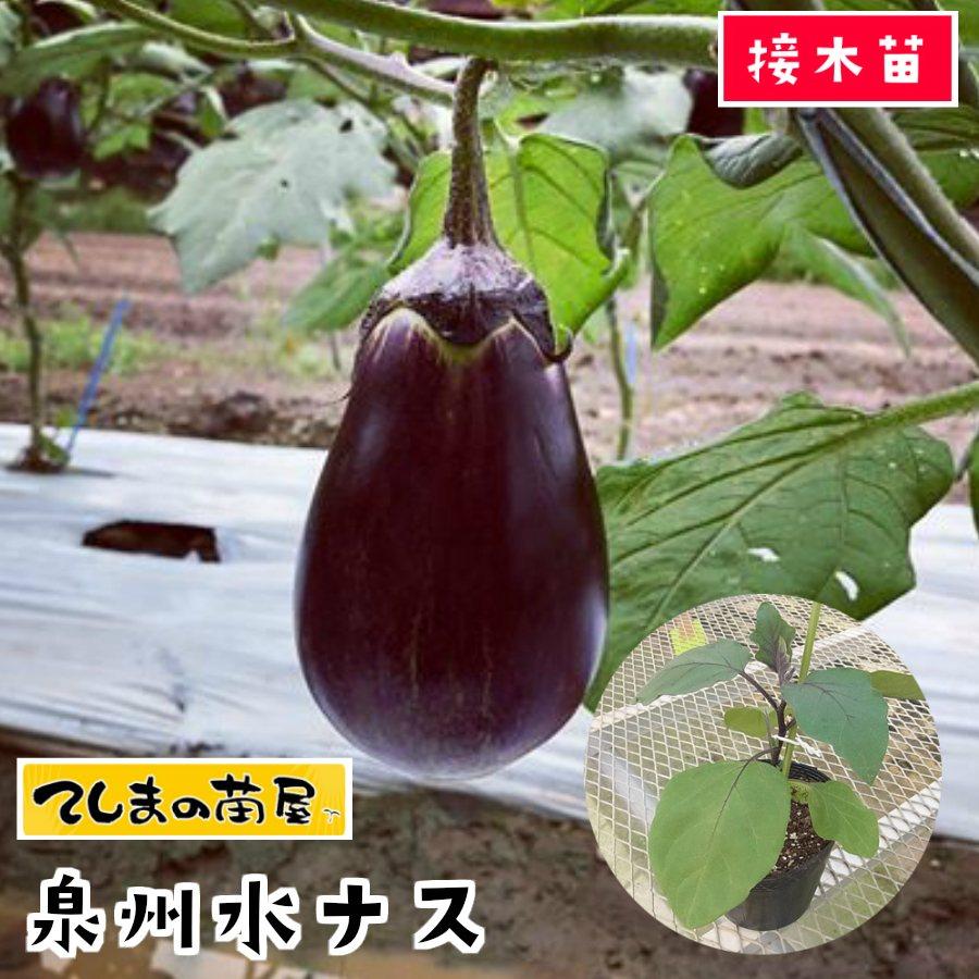 てしまの苗 ナス苗 泉州水ナス 断根接木苗 野菜苗 9cmポット Nasu Senshu 9 てしまの苗屋 通販 Yahoo ショッピング