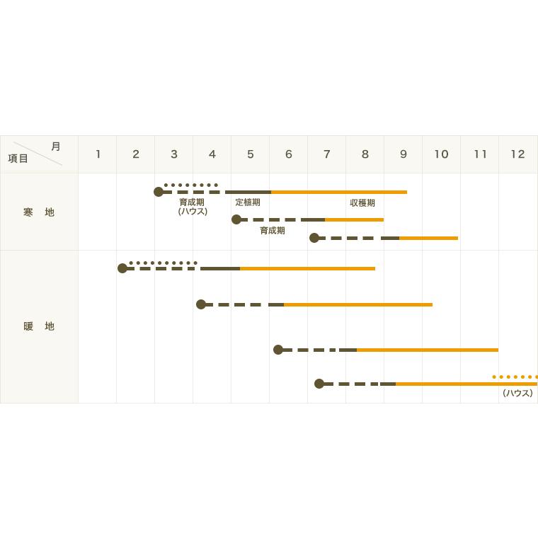 てしまの苗 ナス苗 泉州水ナス 断根接木苗 9cmポット Nasu Senshu 9 てしまの苗屋 通販 Yahoo ショッピング