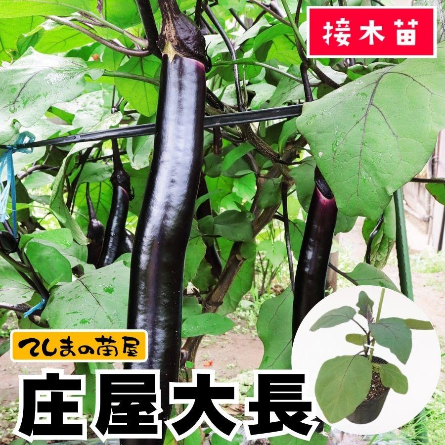てしまの苗 ナス苗 庄屋大長 断根接木苗 9cmポット 人気 野菜苗 Nasu Shoya 9 1 てしまの苗屋 通販 Yahoo ショッピング