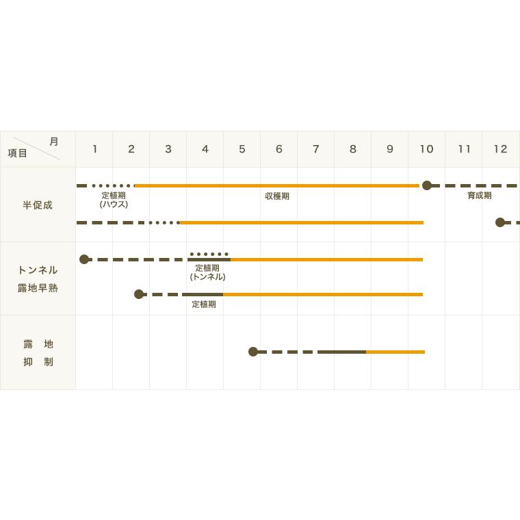 てしまの苗 ナス苗 庄屋大長 断根接木苗 9cmポット 人気 野菜苗 Nasu Shoya 9 1 てしまの苗屋 通販 Yahoo ショッピング
