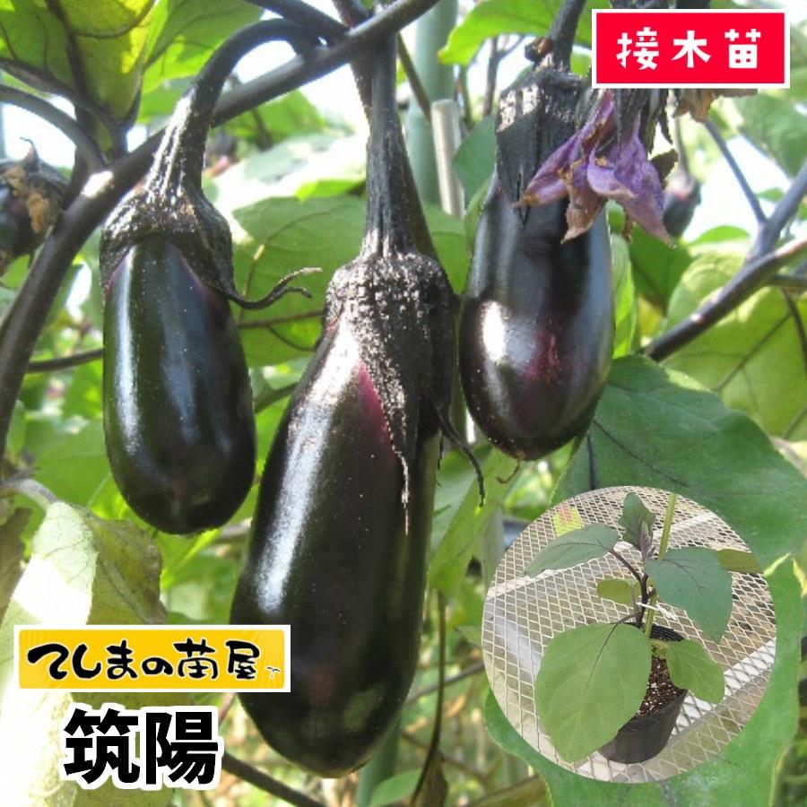 てしまの苗 ナス苗 筑陽 断根接木苗 野菜苗 9cmポット 人気 野菜苗 Nasu Tikuyo 9 1 てしまの苗屋 通販 Yahoo ショッピング