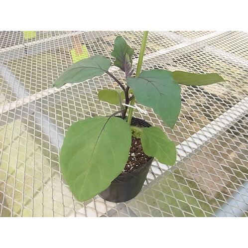 てしまの苗 ナス苗 筑陽 断根接木苗 9cmポット 人気 野菜苗 Nasu Tikuyo 9 1 てしまの苗屋 通販 Yahoo ショッピング
