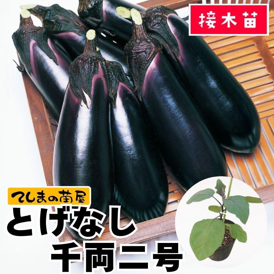 てしまの苗 ナス苗 とげなし千両2号 断根接木苗 野菜苗 9cmポット 人気 野菜苗（Yahoo!・てしまの苗屋）