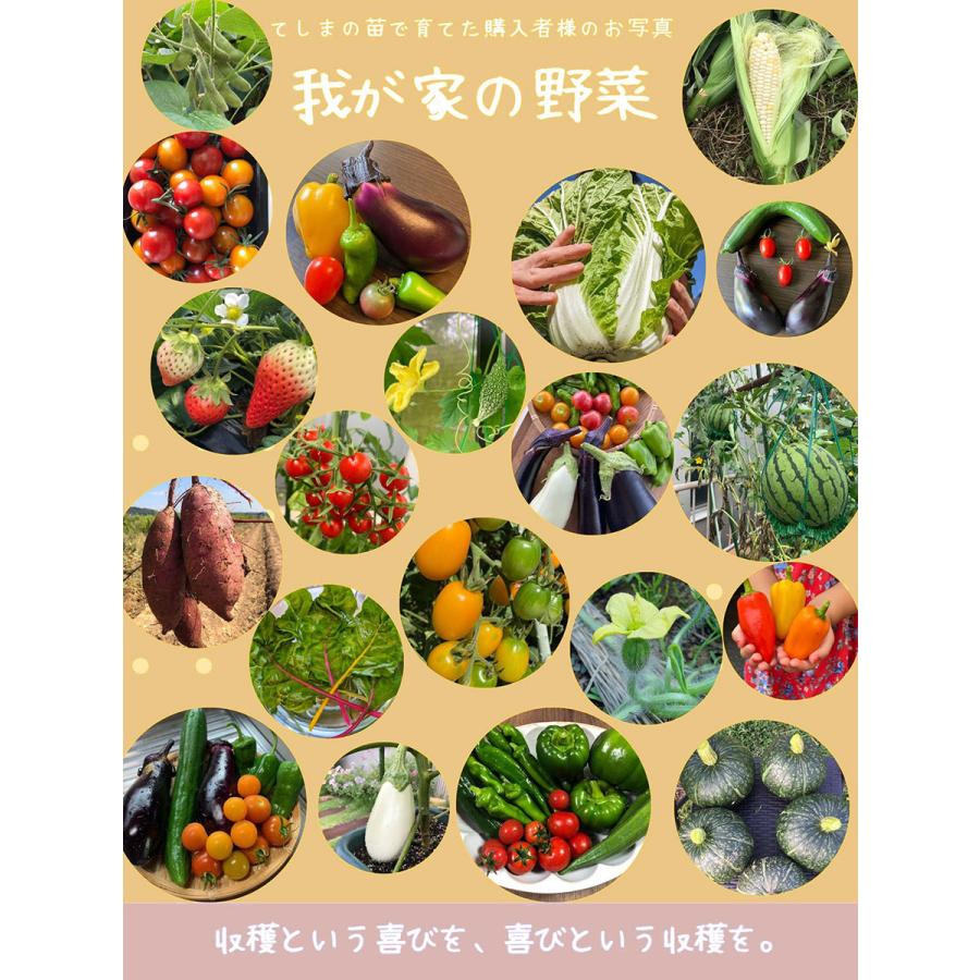 てしまの苗 ナス苗 とげなし千両2号 断根接木苗 野菜苗 9cmポット 人気 野菜苗｜teshimanonaeya｜04