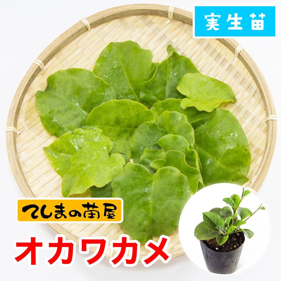 てしまの苗 オカワカメ 9cmポット 実生苗 野菜苗 グリーンカーテン