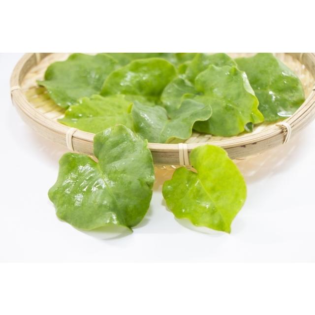 てしまの苗 オカワカメ 9cmポット 実生苗 野菜苗 グリーンカーテン