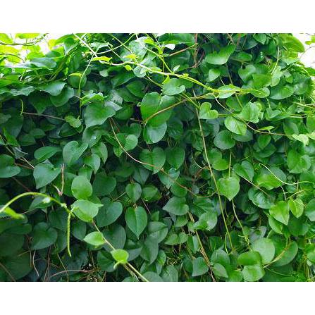 てしまの苗 オカワカメ 9cmポット 実生苗 野菜苗 グリーンカーテン