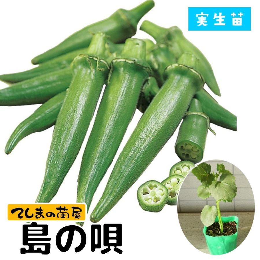オーちゃん出品(苗おまとめ) てしまの苗】オクラ苗 島の唄 9cmポット 実生苗 : てしまの苗屋