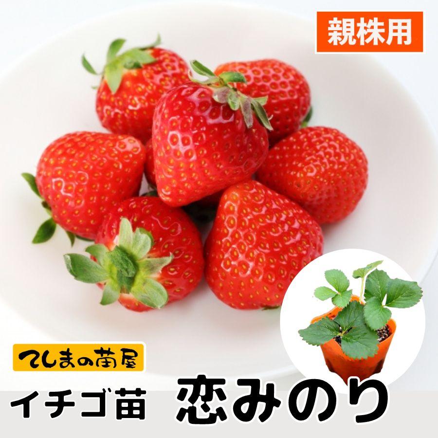 親株用イチゴ苗 恋みのり 9cmポット メリクリーン苗鉢上げ仕立て PVP