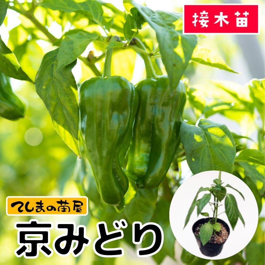 てしまの苗 ピーマン苗 京みどり 断根接木苗 野菜苗 9cmポット 人気（Yahoo!・てしまの苗屋）