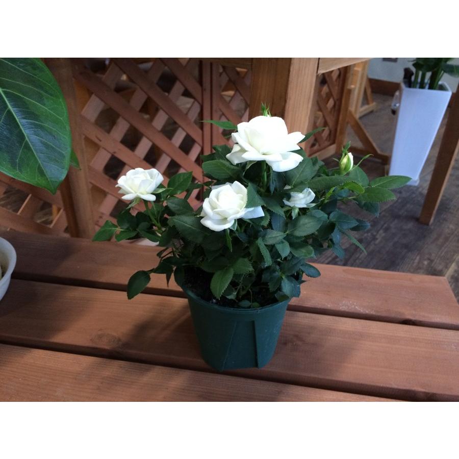 バラ4号鉢 ミニバラフォーエバーローズ グラース フォーエバー花 蕾付きポットローズ Potrose Grasse 4 1 てしまの苗屋 通販 Yahoo ショッピング