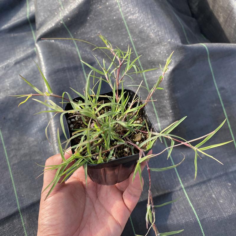 てしまの苗 ポット芝苗 バミューダグラス リオ ポット芝 Siba Rio 9 てしまの苗屋 通販 Yahoo ショッピング