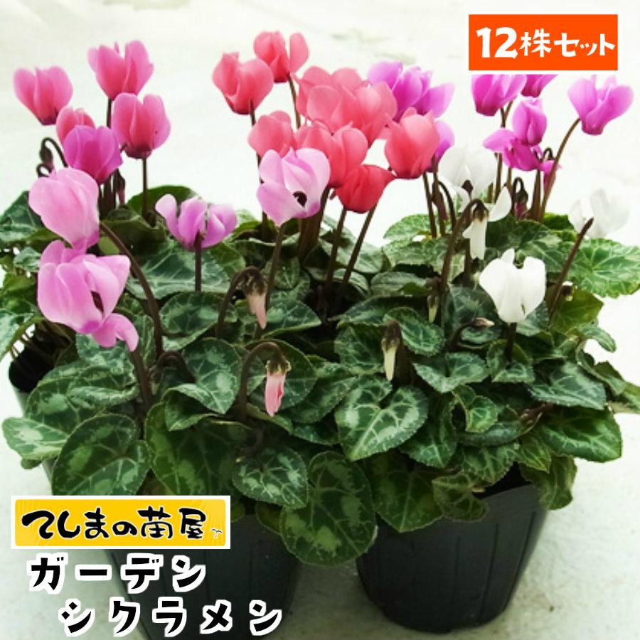 12鉢セット ガーデンシクラメン3号（9cmポット）苗花色は店長お任せ