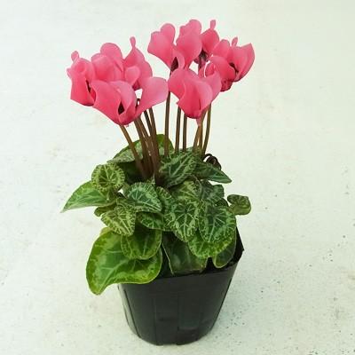 シクラメン苗　シクラメン　3株セット　鉢ごと発送 3鉢セット ガーデンシクラメン3号（9cmポット）苗花色は店長お任せ