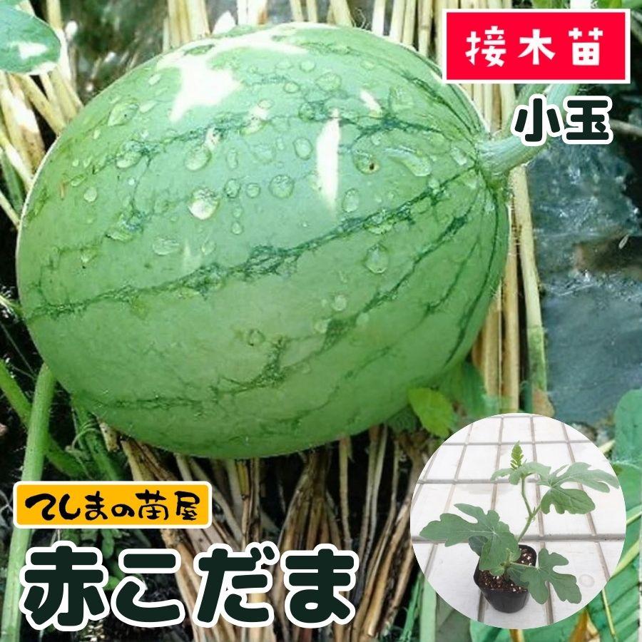 ミン様　スイカ接木苗 てしまの苗 スイカ苗 赤こだま 断根接木苗 野菜苗 9cmポット 人気 : て