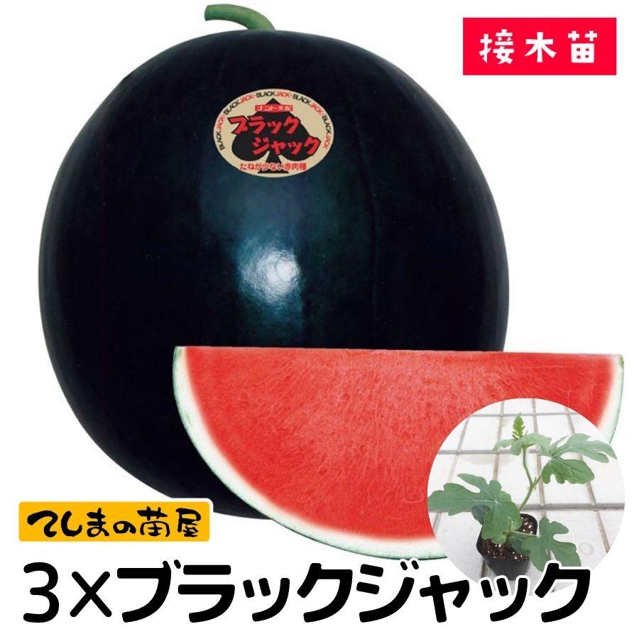てしまの苗 スイカ苗 3Xブラックジャック 断根接木苗 9cmポット（Yahoo!・てしまの苗屋）