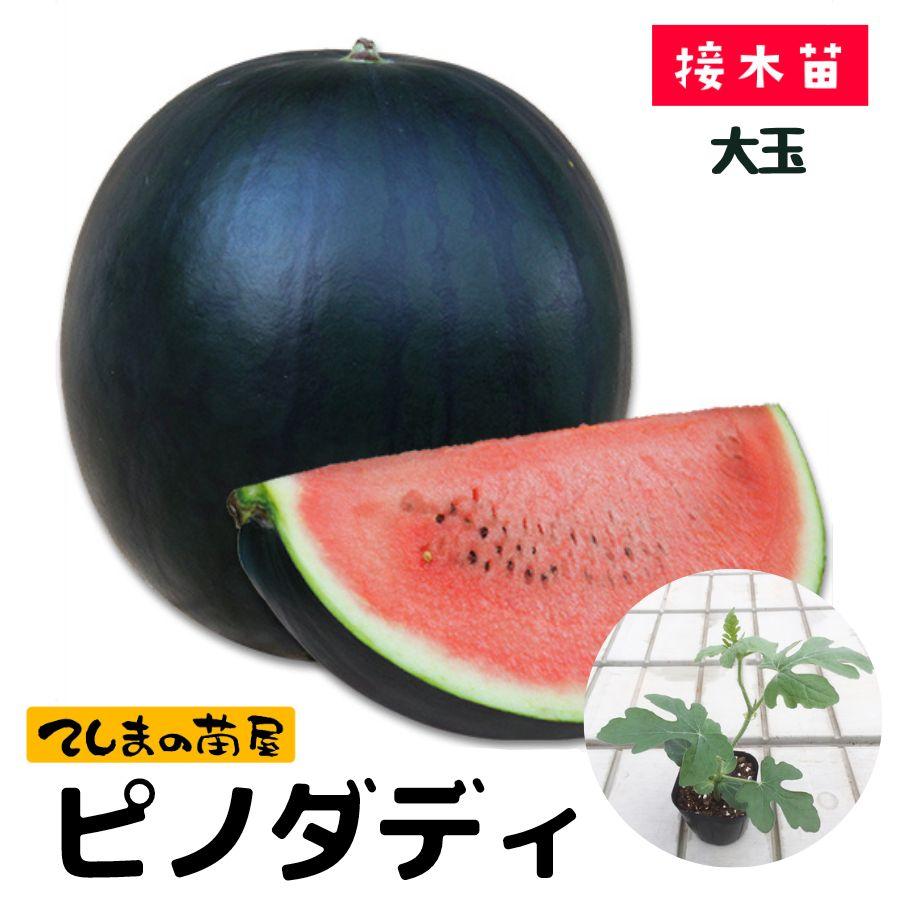 てしまの苗】大玉スイカ苗 ピノダディ 9cmポット 断根接木苗 : て