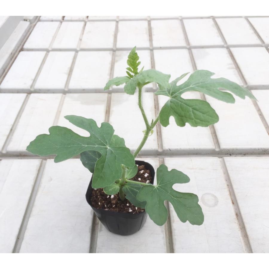 てしまの苗 スイカ苗 夏武輝 断根接木苗 野菜苗 9cmポット 人気 : て